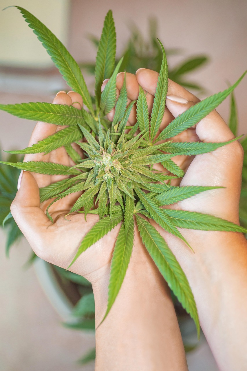 marijuana leaf, cannabis leaf, cannabis leaves, weed leaf, pot leaf, marijuana leaves, weed leaves, marijuana leaf, marijuana leaf, marijuana leaf, cannabis leaf, cannabis leaf, cannabis leaf, cannabis leaf, cannabis leaf, cannabis leaves, cannabis leaves, cannabis leaves, cannabis leaves, cannabis leaves